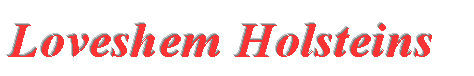 Loveshem Holsteins