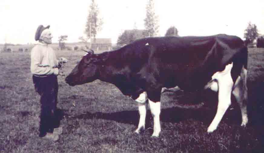 Grandad with his best cow in 1938